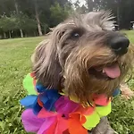 'socaire' リバデセリャ