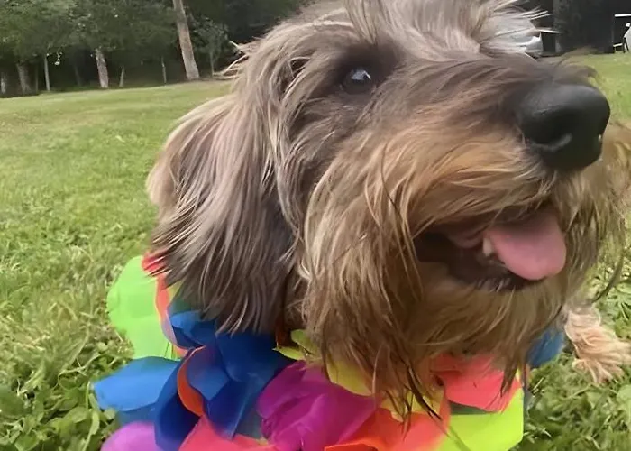 'socaire' Ribadesella